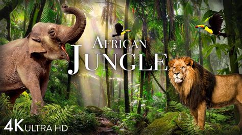 africa jungle sex video|Hot Nasty Raw Hard African Jungle Fucking&& .